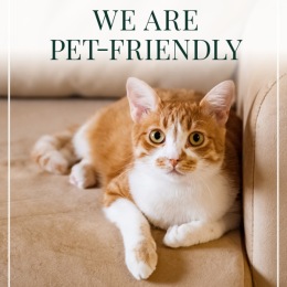 an orange and white kitty