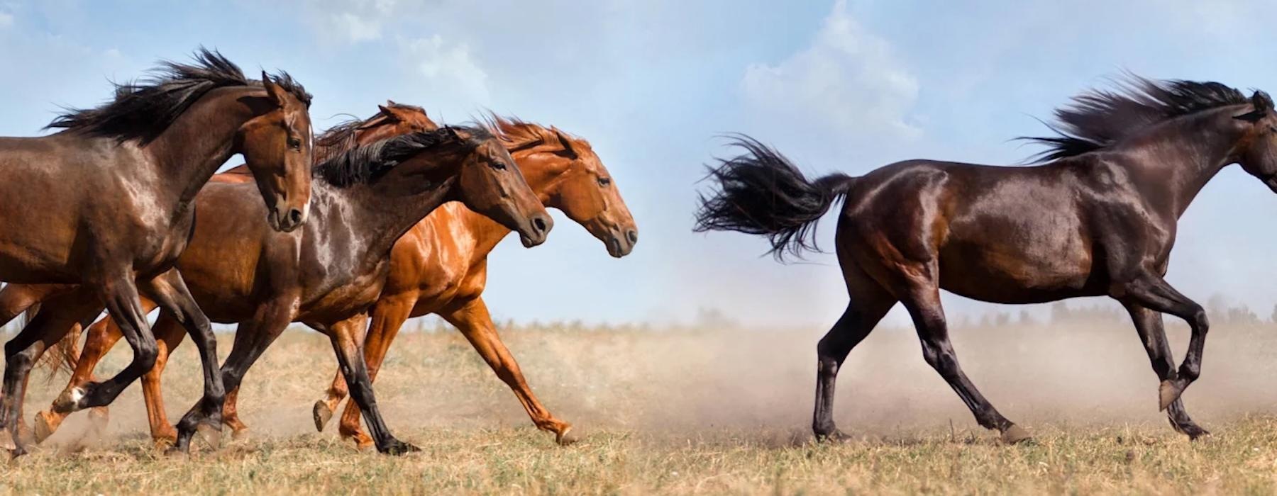 a group of horses running